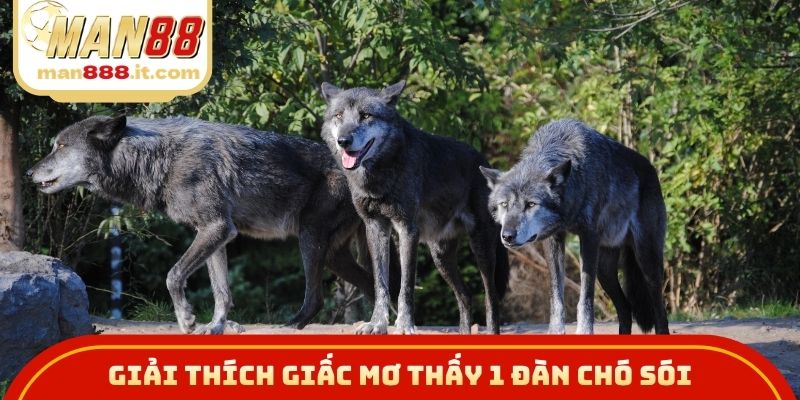Giải thích giấc mơ thấy 1 đàn chó sói