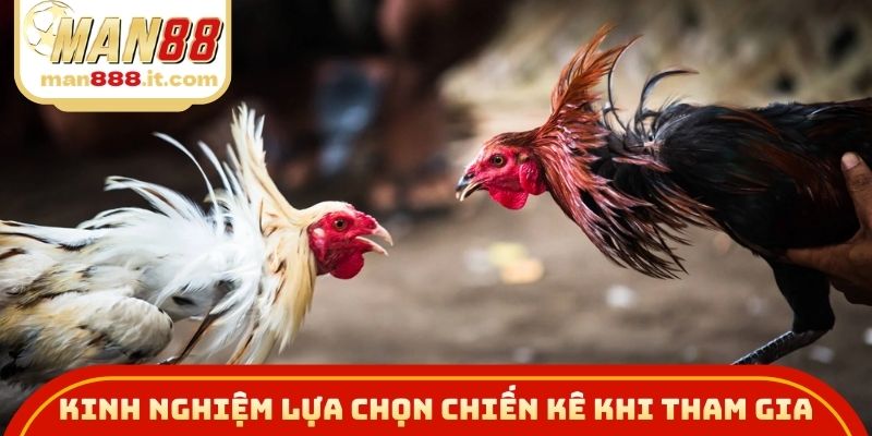 Kinh nghiệm lựa chọn chiến kê khi tham gia đá gà cựa dao