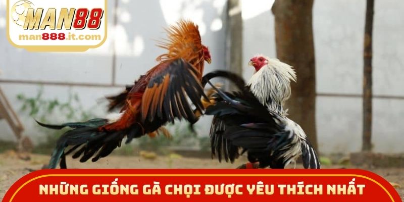 Những giống gà chọi được yêu thích nhất trong đá gà cựa sắt