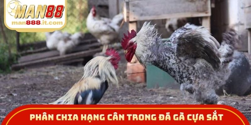 Quy trình phân chia hạng cân cẩn thận trong đá gà cựa sắt