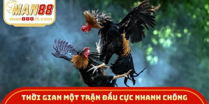 Thời gian một trận đấu đá gà cựa dao diễn ra cực nhanh chóng