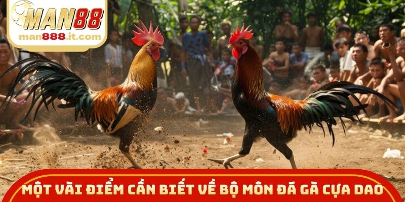 Tổng quan một vài điểm cần biết về bộ môn đá gà cựa dao