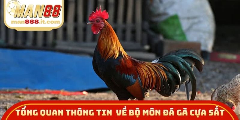 Tổng quan thông tin cần biết về bộ môn đá gà cựa sắt